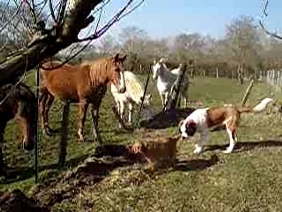 Bonjour les chevaux ! Tiens, des chiens plus grands que moi.