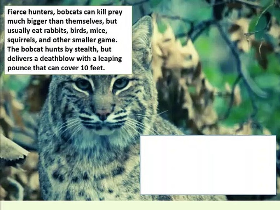BOBCAT IS THE MOST COMMON WILDCAT IN NORTH AMERICA.