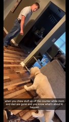 Dog Walks in Slow Motion When He's in Trouble
