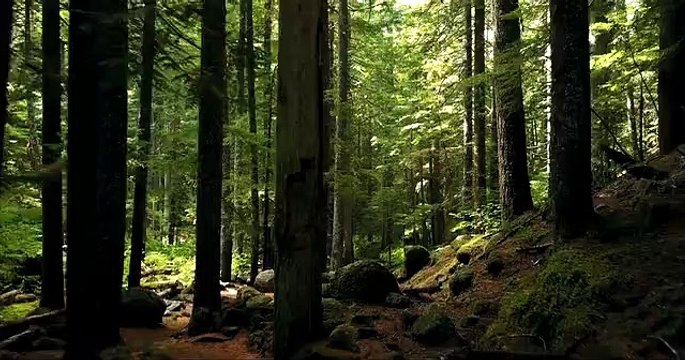 1000+ Great Nature Videos Pexels · Free Stock Videos