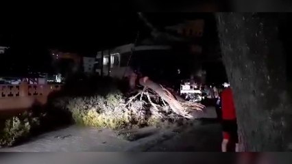 Vlorë/ Era e fuqishme rrëzon pemën në Sheshin e Flamurit