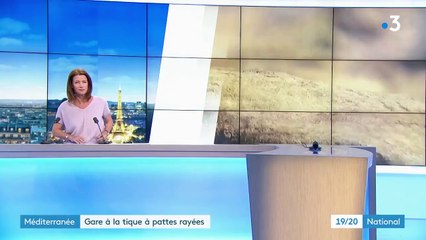 Alerte contre la tique à pattes rayées, potentiellement dangereuse pour l'humain