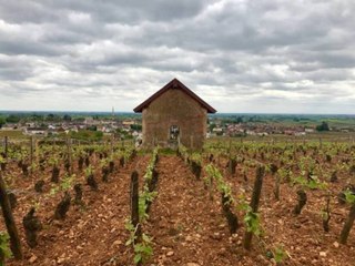 Excellent Chablis Wines for Under $40