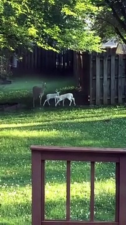 Des bébés faon albinos se baladent dans son jardin !