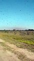 Nuvem de gafanhotos na Argentina pode atravessar fronteira com Brasil