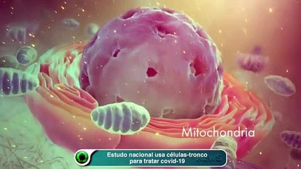 Estudo nacional usa células-tronco para tratar covid-19