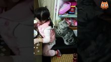 gatos y perros divertidos.