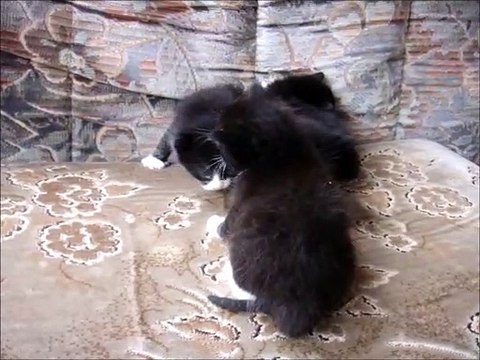 Four Black Kittens 3 Weeks Old