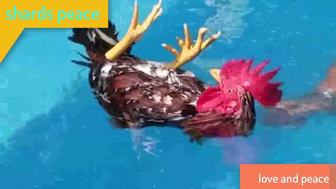 Real Bird's Reaction funniest craziest