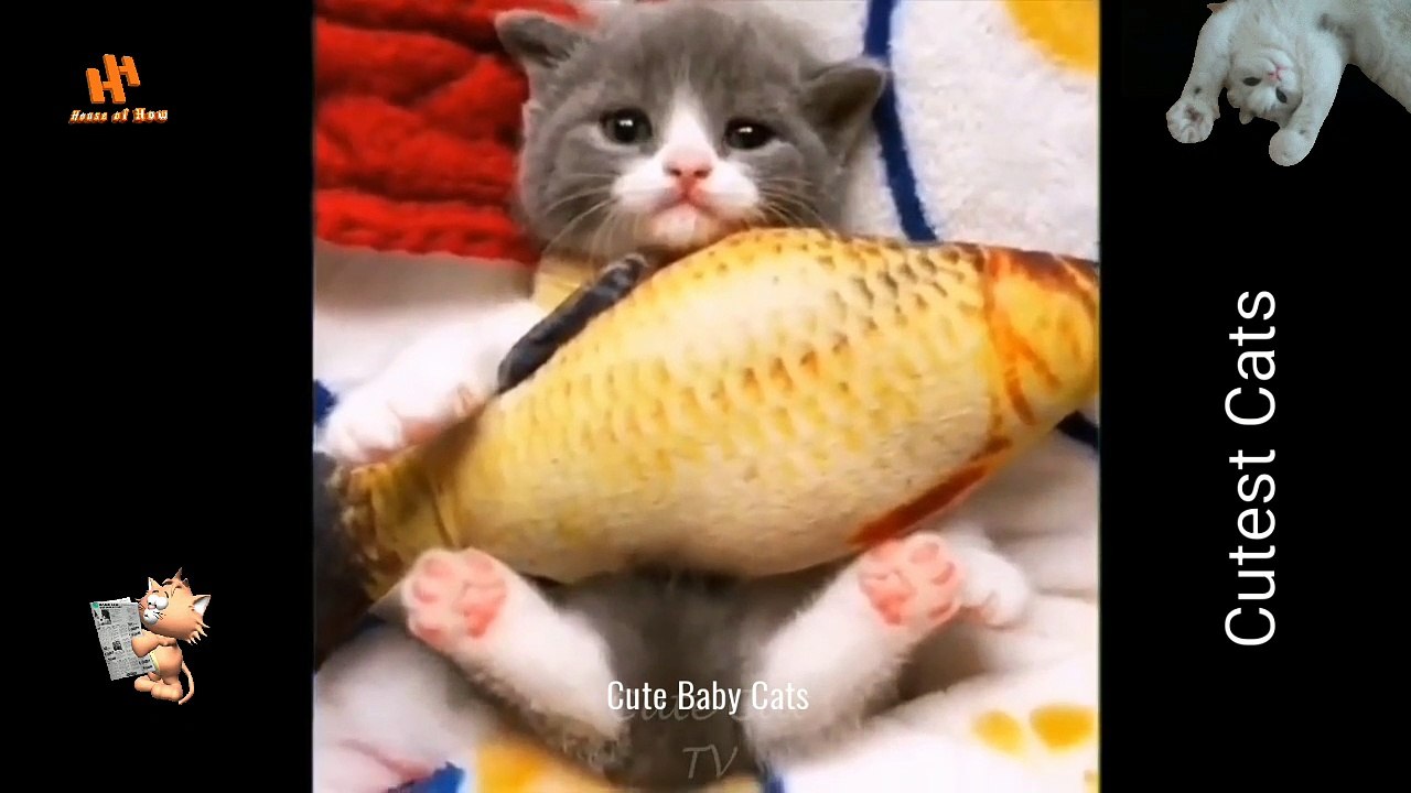 Cute  Baby Cats Fun and Fails Video ll Compilation Cute Moment of The Funny and Lovely Kittens #2