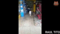 Videos de Risa - Animales - Perros y Gatos Chistosos // CAIDAS Y VIDEOS GRACIOSOS 2020