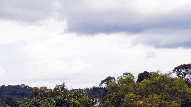 [SBEG Spotting]Airbus A330 PR-AIU na final antes de pousar em Manaus vindo de Campinas