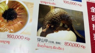 BBC Natural World★Pangolins★: The.World's Most Wanted Animal (English Subtitles) | BBC Documentary HD 1080p #DocuEngsubChannel