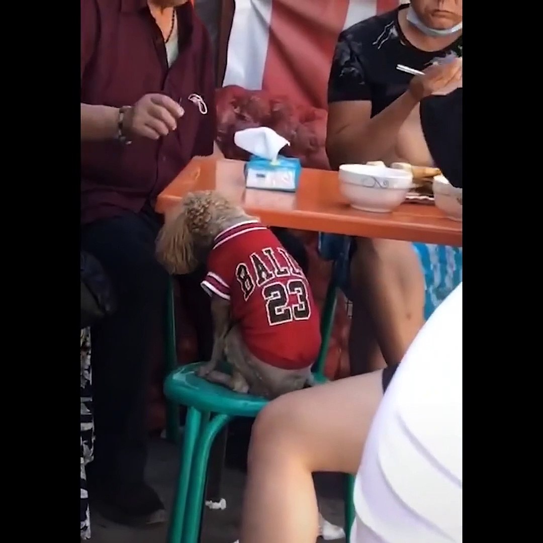 ⁣Funniest+Animals++-+Awesome+Funny+Animals'+Life+Videos++-+Cutest+Animals+Ever