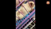 Videos divertidos de animales - Funny animal videos