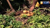 فاروق.. فلاح يبتكر تقنية جديدة لزيادة مردودية مادة البطاطا