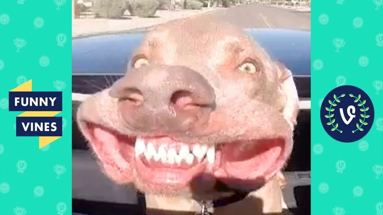 TRY NOT TO LAUGH - Cute Funny Animals Compilati...