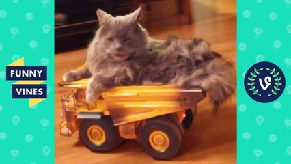 TRY NOT TO LAUGH - CATS That Will Make You LAUGH _ Funny Videos September 2018