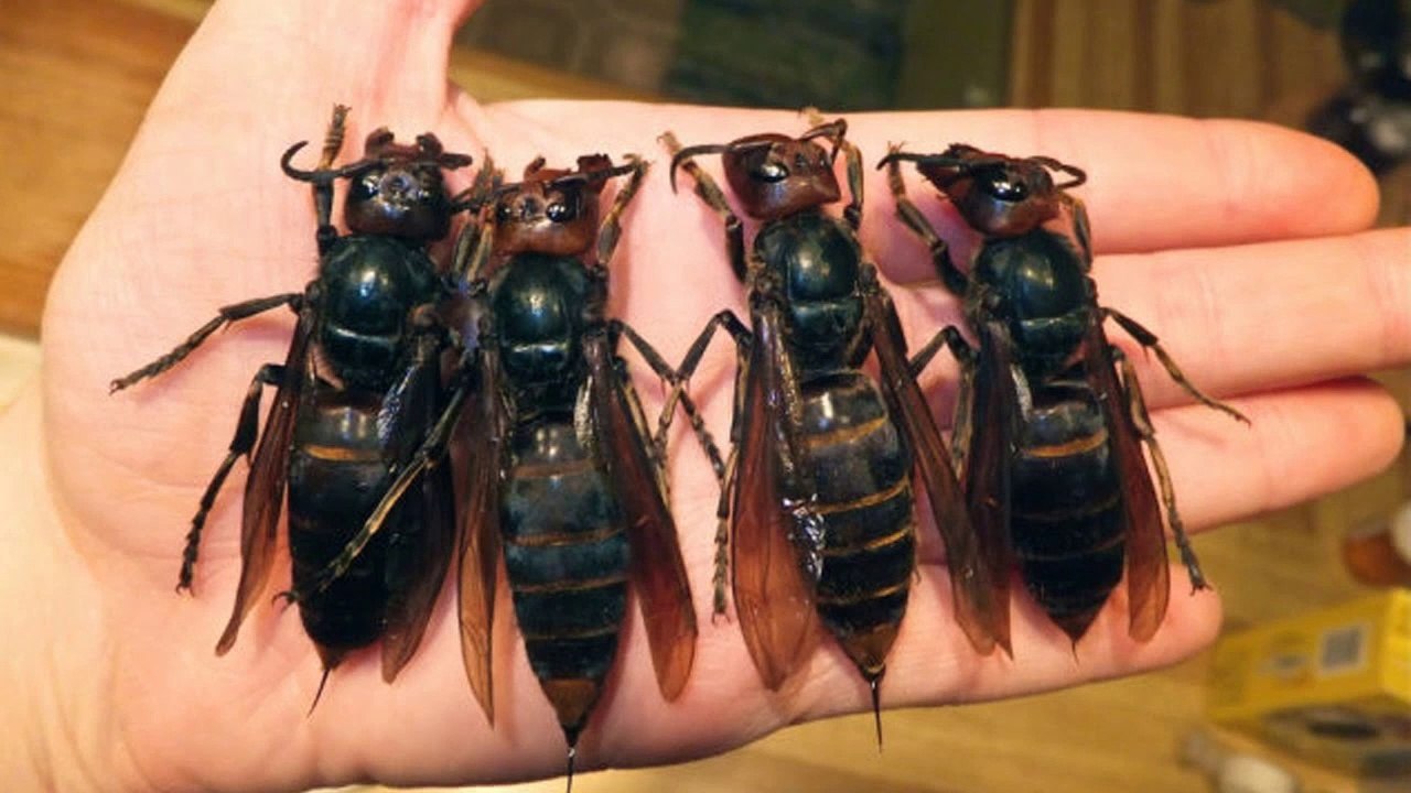 10 Deadliest Bugs In The World