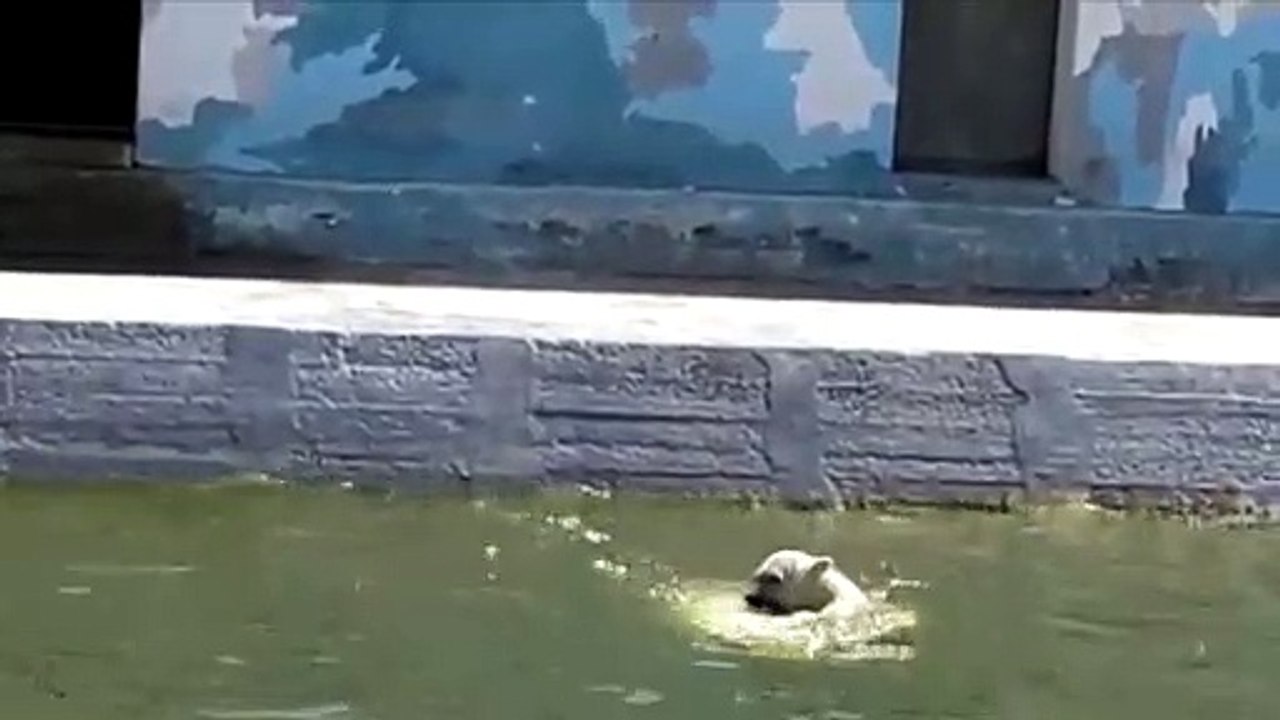 ヤクーツク動物園のコルィマーナとアルマスの親子(Jun24_2020)