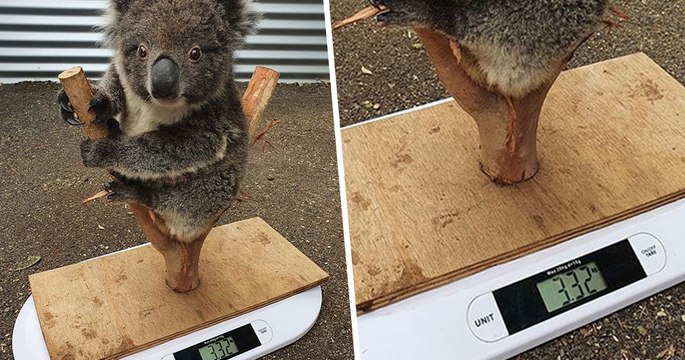 Les astuces très drôles que les soigneurs utilisent pour peser leurs animaux