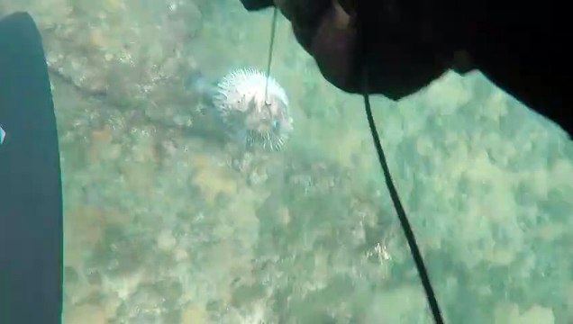 Zıpkınla Balon Balığı Avı - Spearfishing Fugu - Puffer Fish in Cape Verde