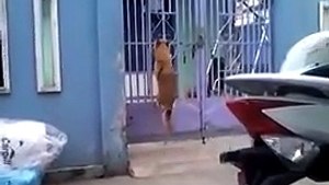Un chien escalade un portail