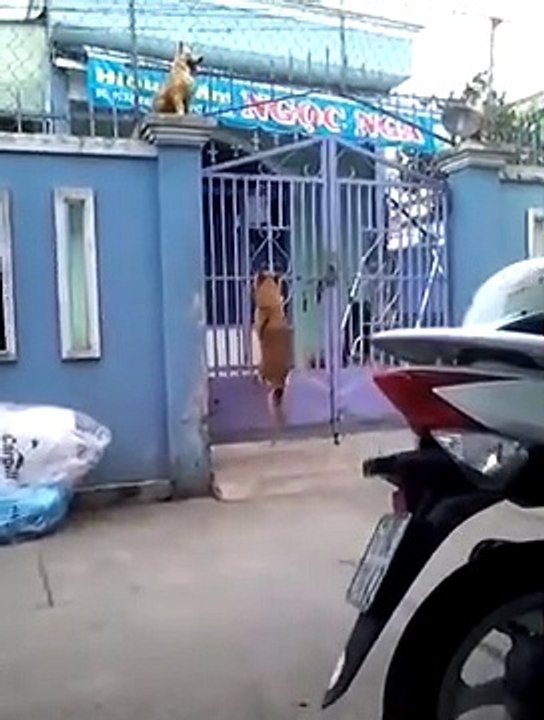 Un chien escalade un portail