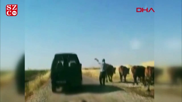 Ölü sıpayı aracının arkasına bağlayıp sürükledi