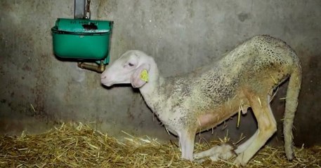 Entassés et abattus sans étourdissement... L214 dénonce les « sévices graves » que subissent les agneaux de la filière roquefort