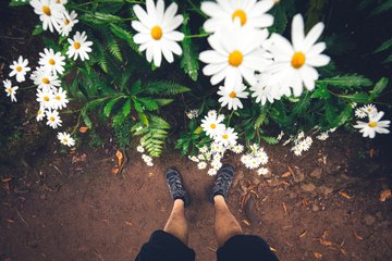 ¿Cómo 'saben' las plantas cuándo deben florecer?