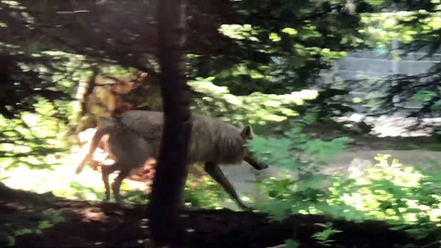 A la découverte des trois loups blancs arctiques du parc Alpha dans le Mercantour