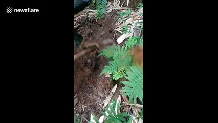 Vietnamese honey hunter reveals large underground beehive