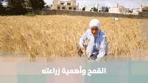 القمح وأهمية زراعته  - أمل القيمري - دنيا الزراعة