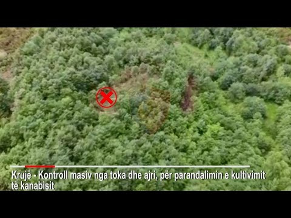 Report TV - Kultivim droge në fshatrat e Krujës, në hetim një administrator dhe 6 kryepleq