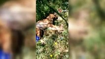 Hayvanlara zehirli tavuk verildi; 10 köpek ve birçok karga zehirlenerek öldü