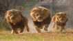 शेर झुंड में हमेशा क्यों रहते हैं ? Lion interesting facts | Why Lion haunting in group | Boldsky