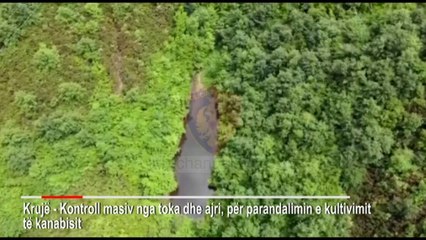 Top News - Kultivim kanabisi/ Krujë, në procedim 6 kryepleq