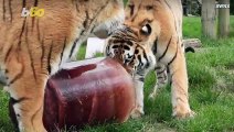 Watch These Endangered Tiger Cubs Enjoy a Tasty Popsicle… Made of Blood