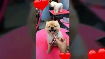 Dog Pranked  Try Not To Laugh Challenge - Funny Cat & Dog Vines compilation 2017