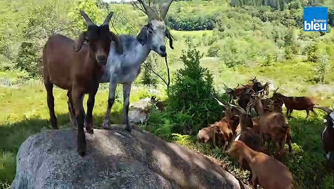 En Haute-Vienne, un troupeau de chèvres pour préserver la lande de la réserve naturelle des Dauges