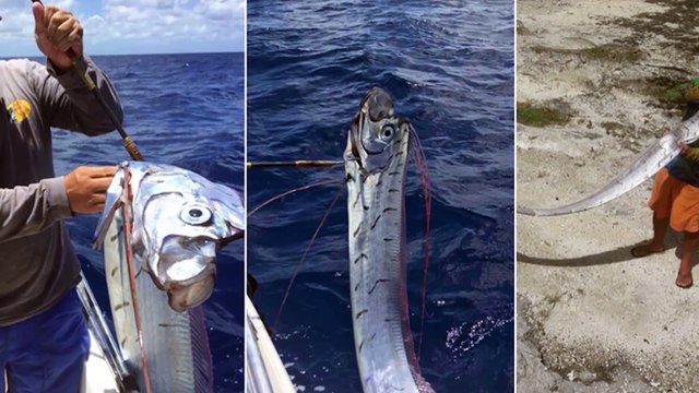 Apareció en Cozumel un pez remo de seis metros 2