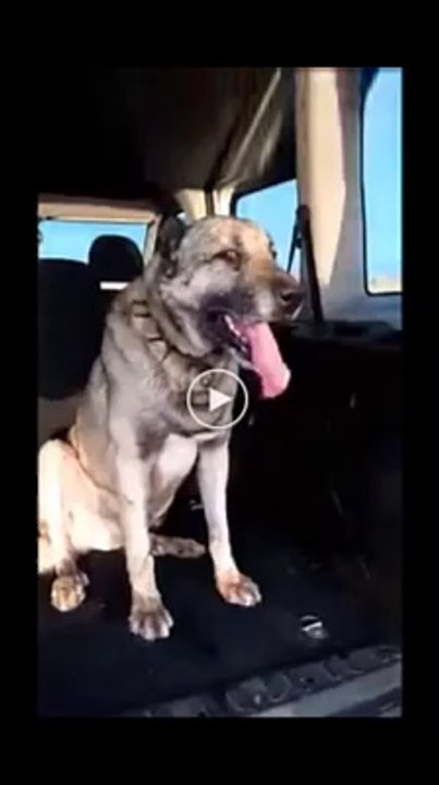 YORGUN SAVASCI SiVAS KANGAL KOPEGi - TiRED WARRiOR SiVAS KANGAL DOG