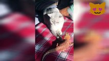 GATOS Divertidos y Chistosos  - Video de Risa- ANIMALES locos