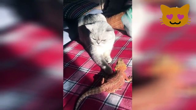 GATOS Divertidos y Chistosos - Video de Risa- ANIMALES locos