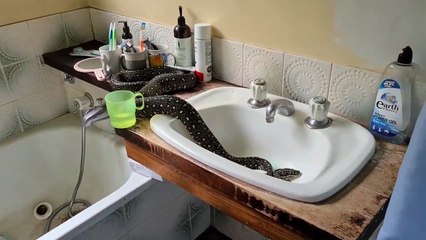 Quand un gros serpent s'est introduit dans ta salle de bain !