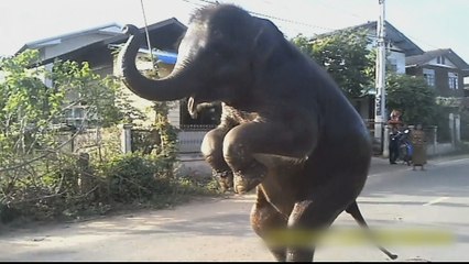 Animal abuse: Calls for Thailand gov't to stop wildlife shows