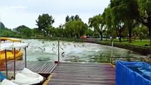 Hundreds of fish leap out of lake in China