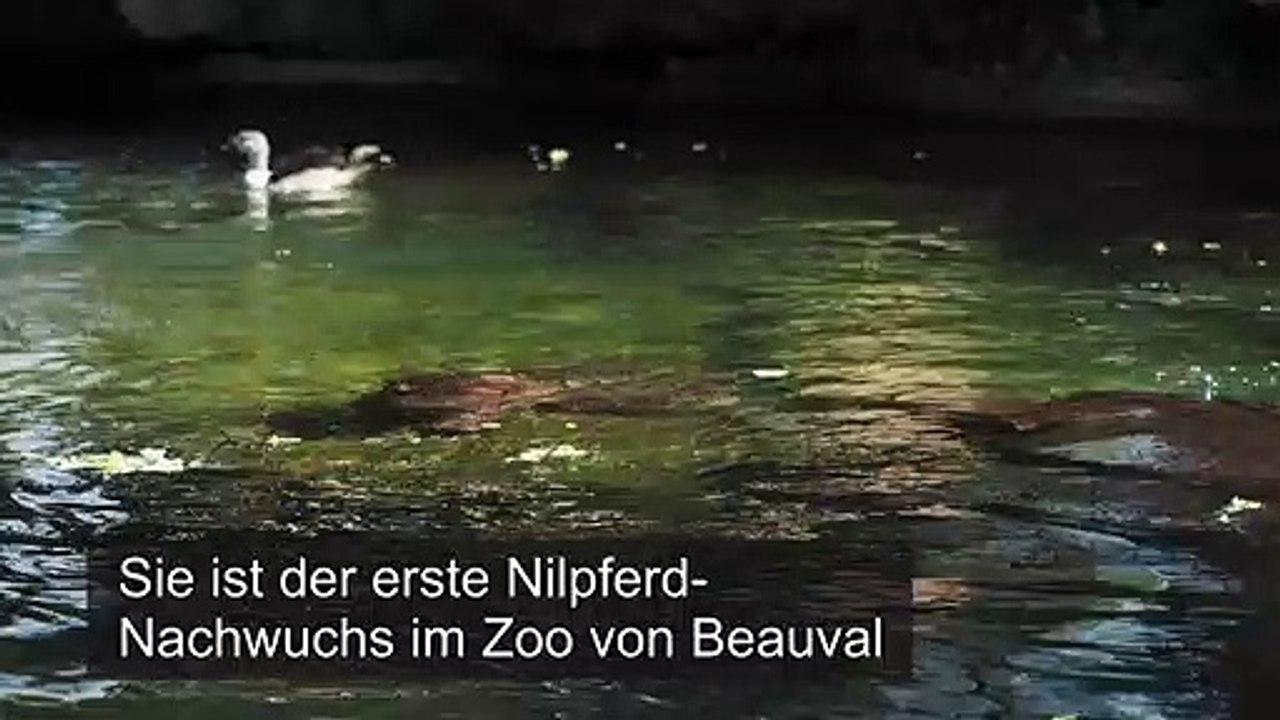 Baby-Nilpferd Gloria verzückt Zoobesucher