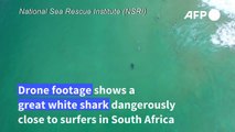 Great white shark swims among oblivious South African surfers